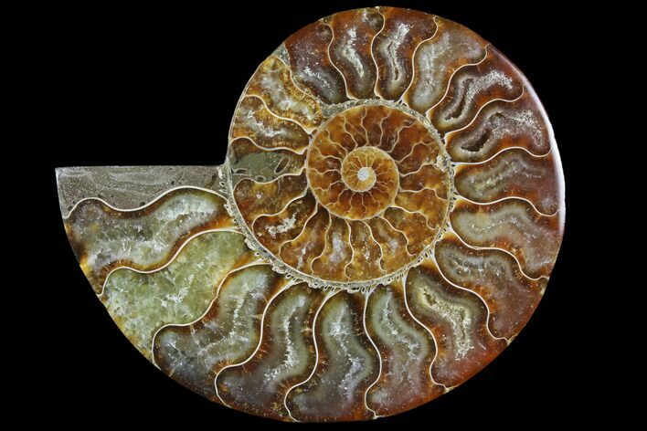 Agatized Ammonite Fossil (Half) - Madagascar #114932